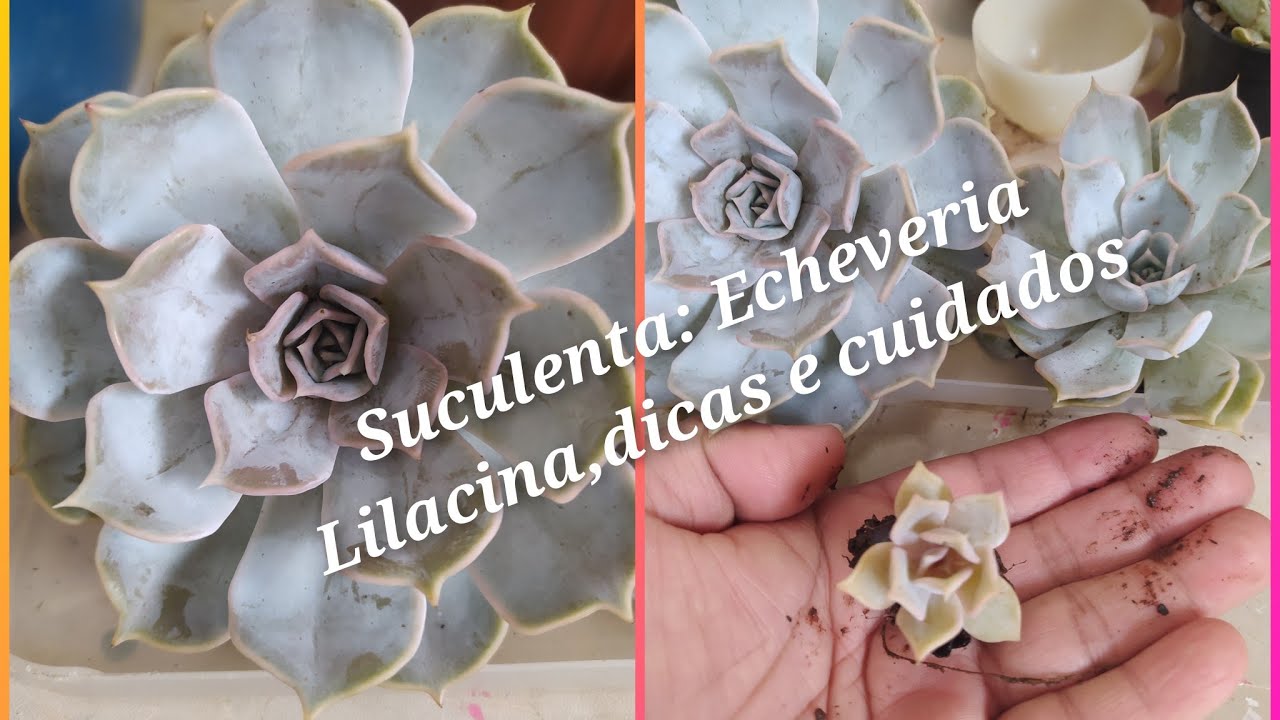 Suculenta: Echeveria Lilacina, Com dicas de Cultivo e crescimento...