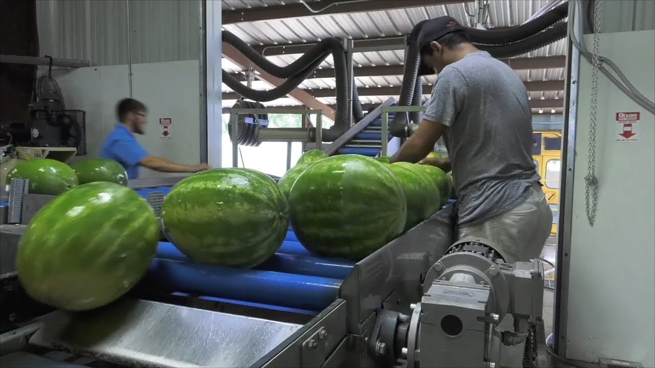 Georgia Watermelons Making Their Way To Stores For Summer