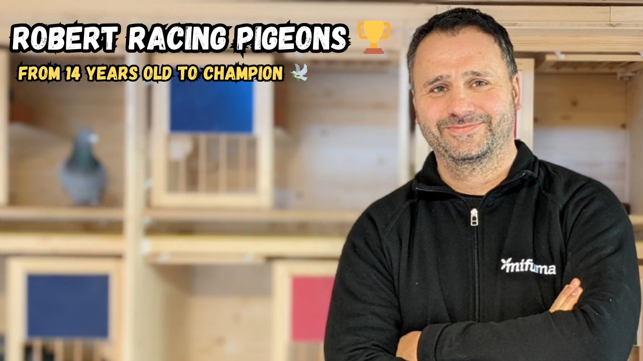 Robert Maa&szlig; Racing Pigeons 🏆 Full Strategy, Feeding & Training Revealed
