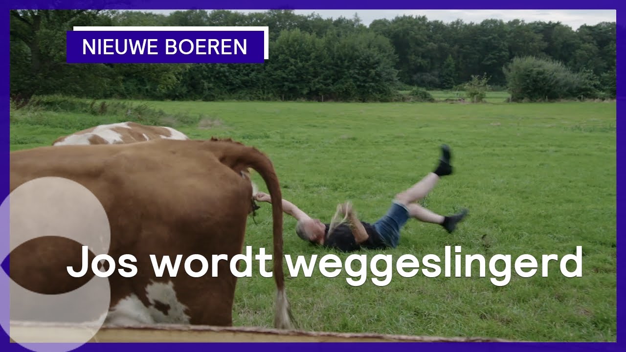 Het binnenhalen van de koeien gaat niet helemaal goed | Nieuwe Boeren