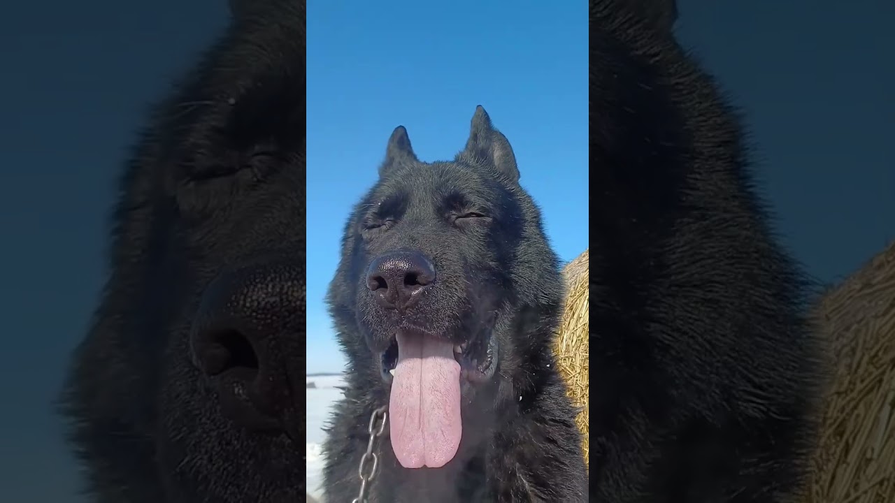 НЕМЕЦКАЯ_ОВЧАРКА #СОБАКИ #wolf #ЖИВОТНЫЕ #ЗИМА #БЕЛАРУСЬ 🇧🇾