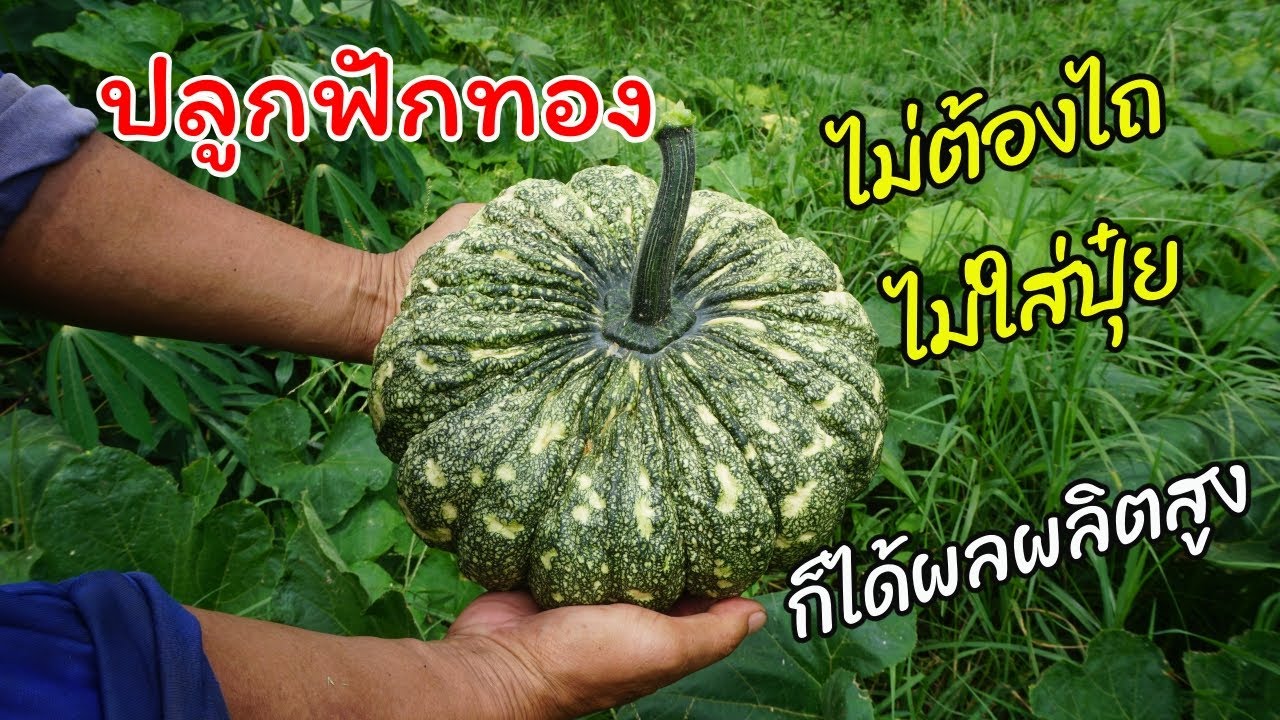 แชร์เคล็ดลับปลูกฟักทอง ให้ผลใหญ่ ได้ผลผลิตสูง โดยไม่ต้องไถเตรียมแปลงและไม่ต้องใส่ปุ๋ยเคมี
