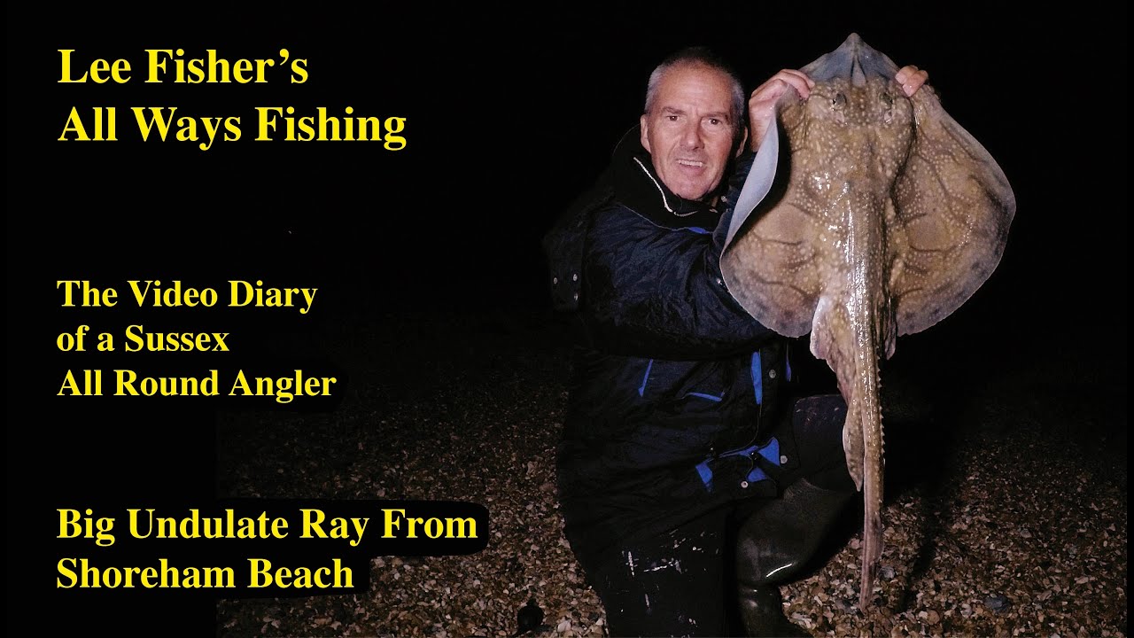Big Undulate Ray From Shoreham Beach
