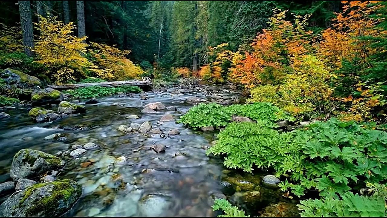 Relaxing Piano Therapy Sounds for Mental Peace