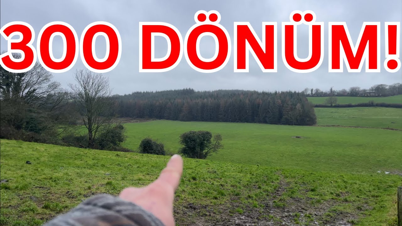 1200 Dönüm Çiftliğin Arka Bahçesi.! Buzağılar ve Boğalar…