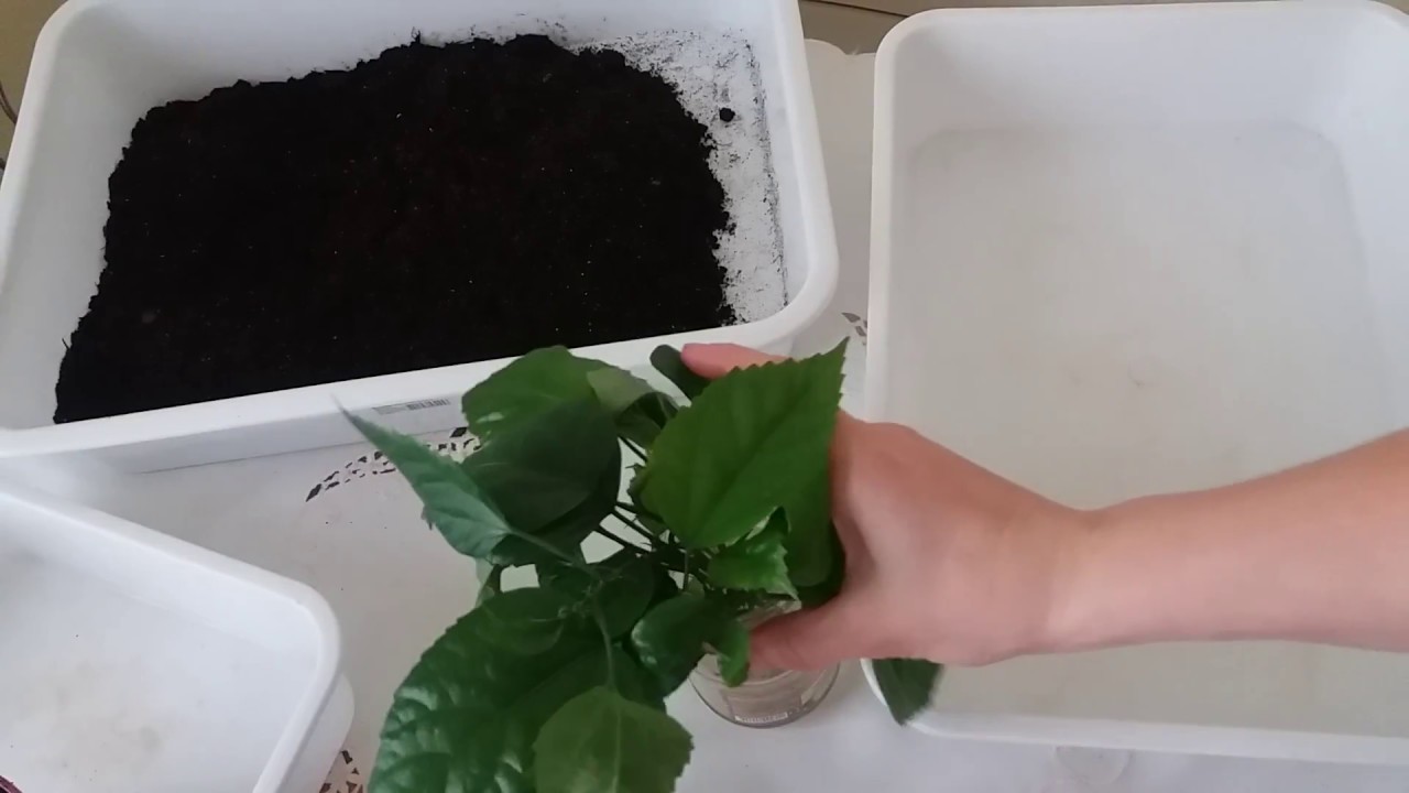 Как укоренить гибискус
