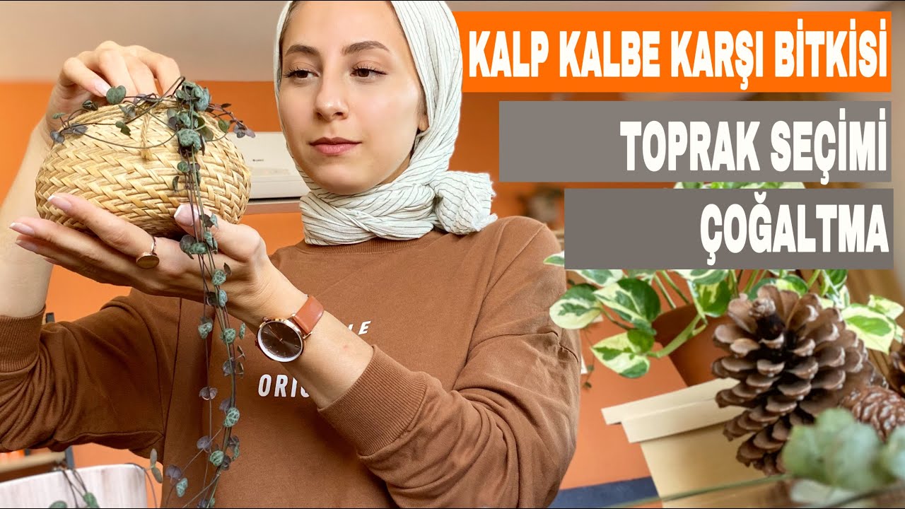 Kalp Kalbe Karşı Bitkisi ( String Of Hearts ) Köklendirme , Toprak Seçimi - Duendevent