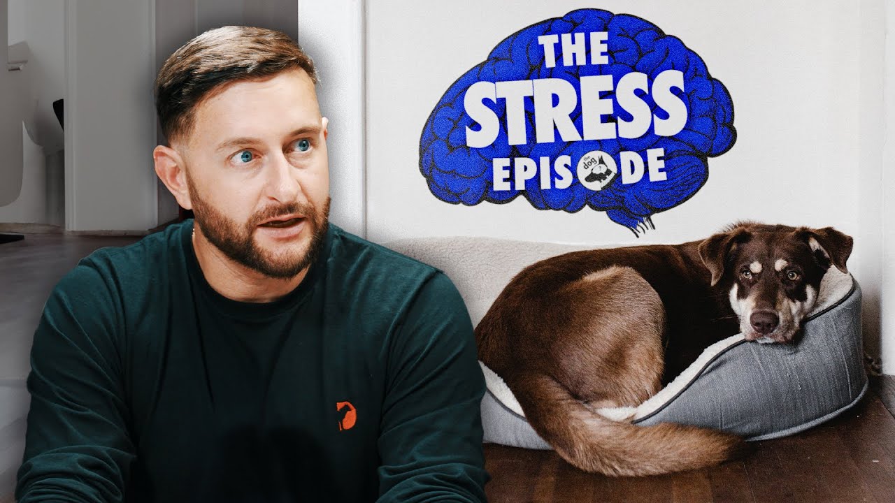 How does stress affect dogs lifespan?