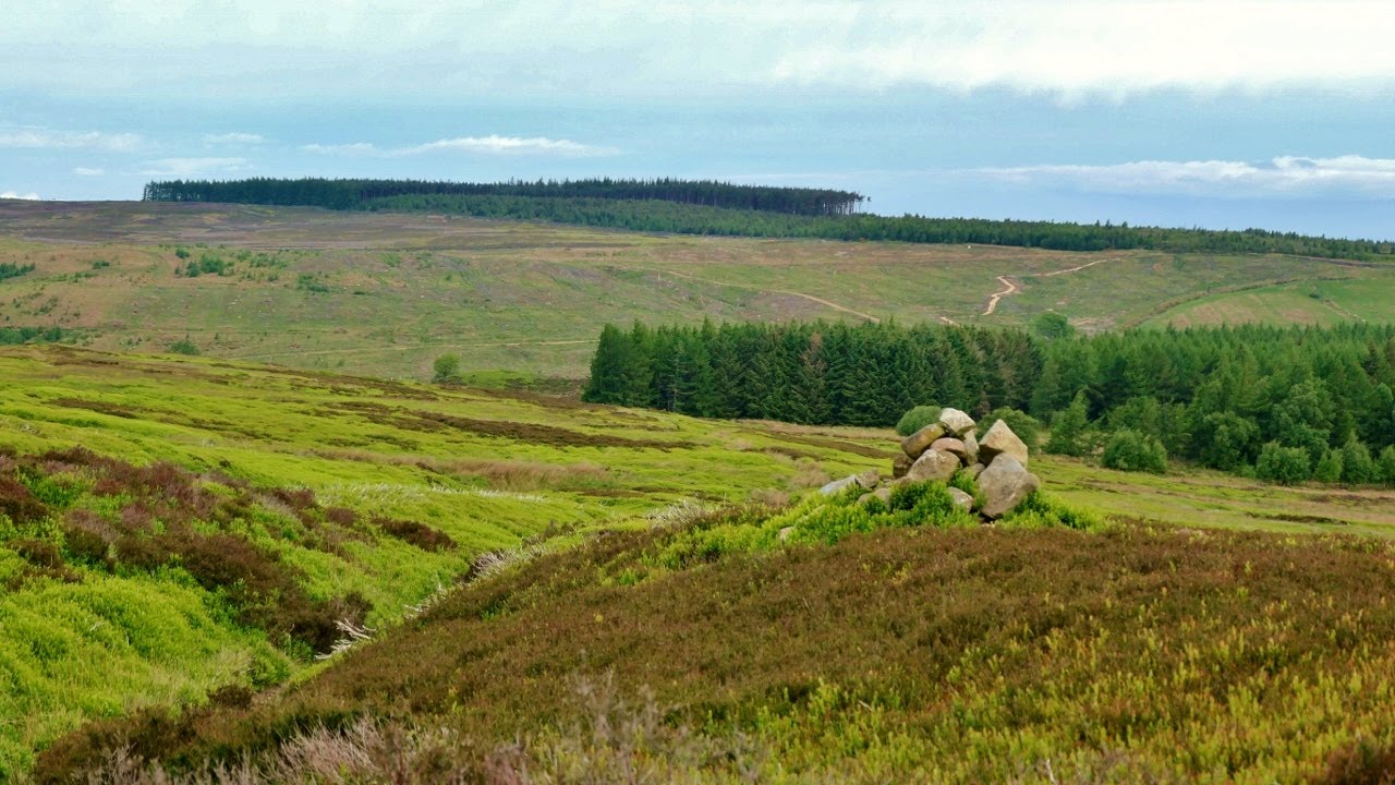 Guisborough Moor, North York Moors - 23 May 2022