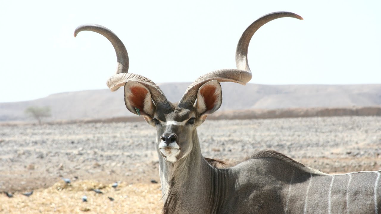 Goodir | kudu