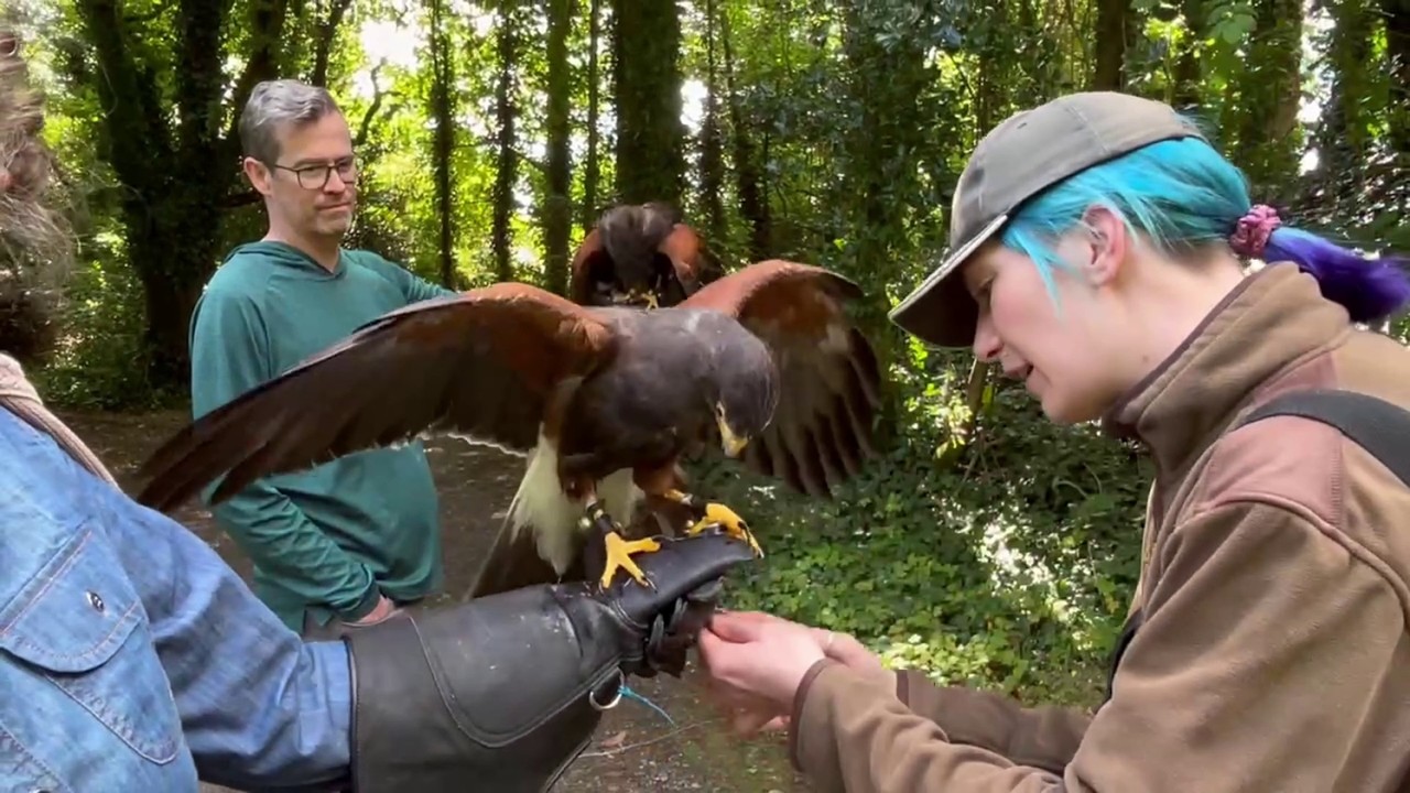 Hawk Walk - Ireland's School of Falconry @ Ashford Castle (09/05/2024)
