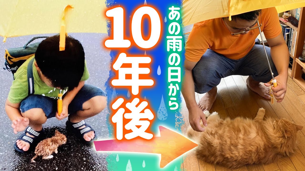 ずぶ濡れの子猫を少年が保護！10年越しのビフォーアフターに感動