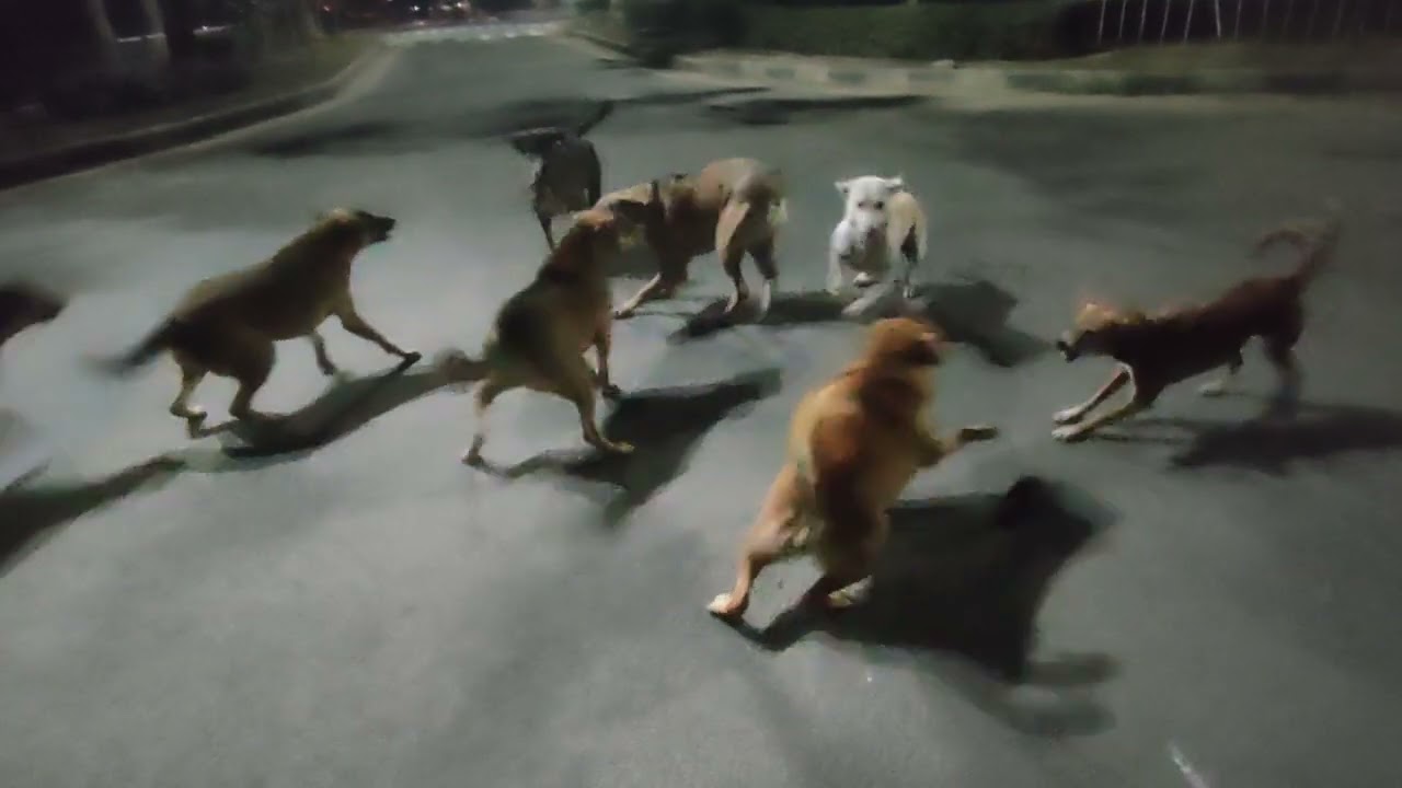 Street dogs 