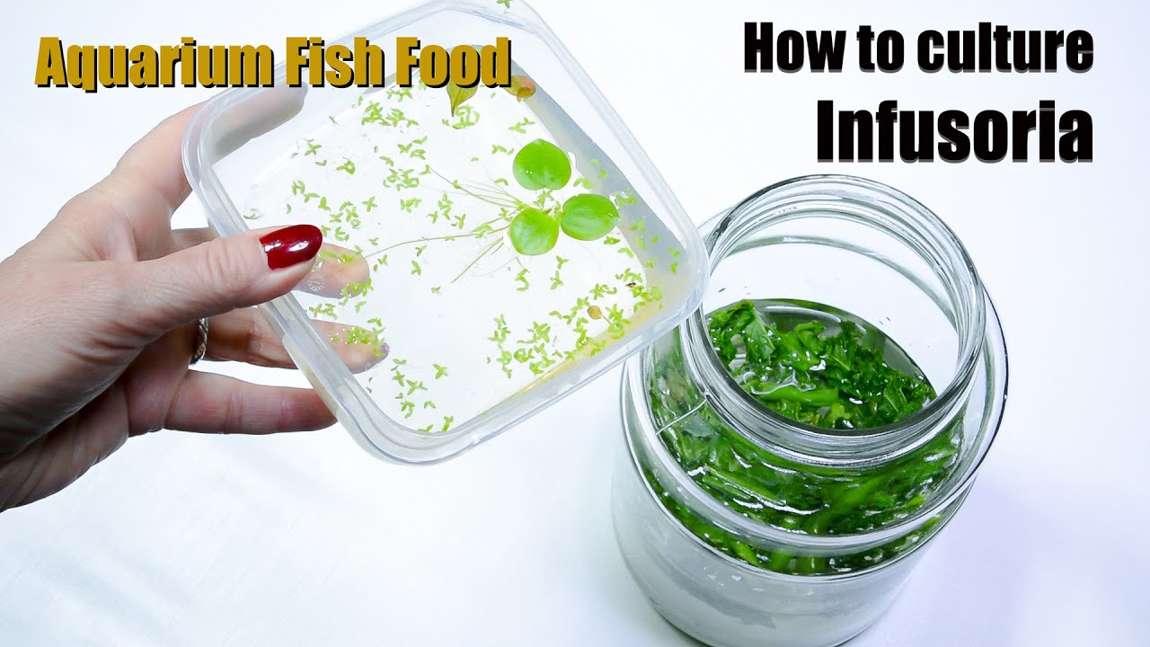 How to culture infusoria - aquarium fish food
