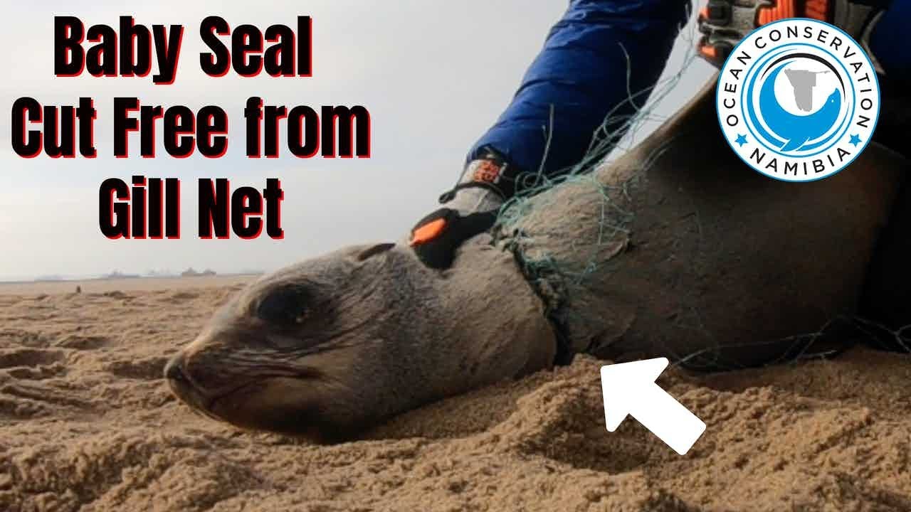 Baby Seal Cut Free From Illegal Gill Net