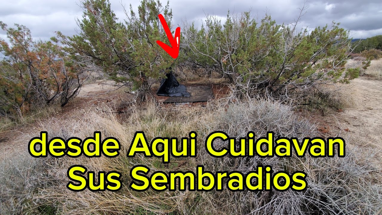 Desierto Varios Sembradios Avia En Esta Area  Tenian Trailas Y Camionetas 