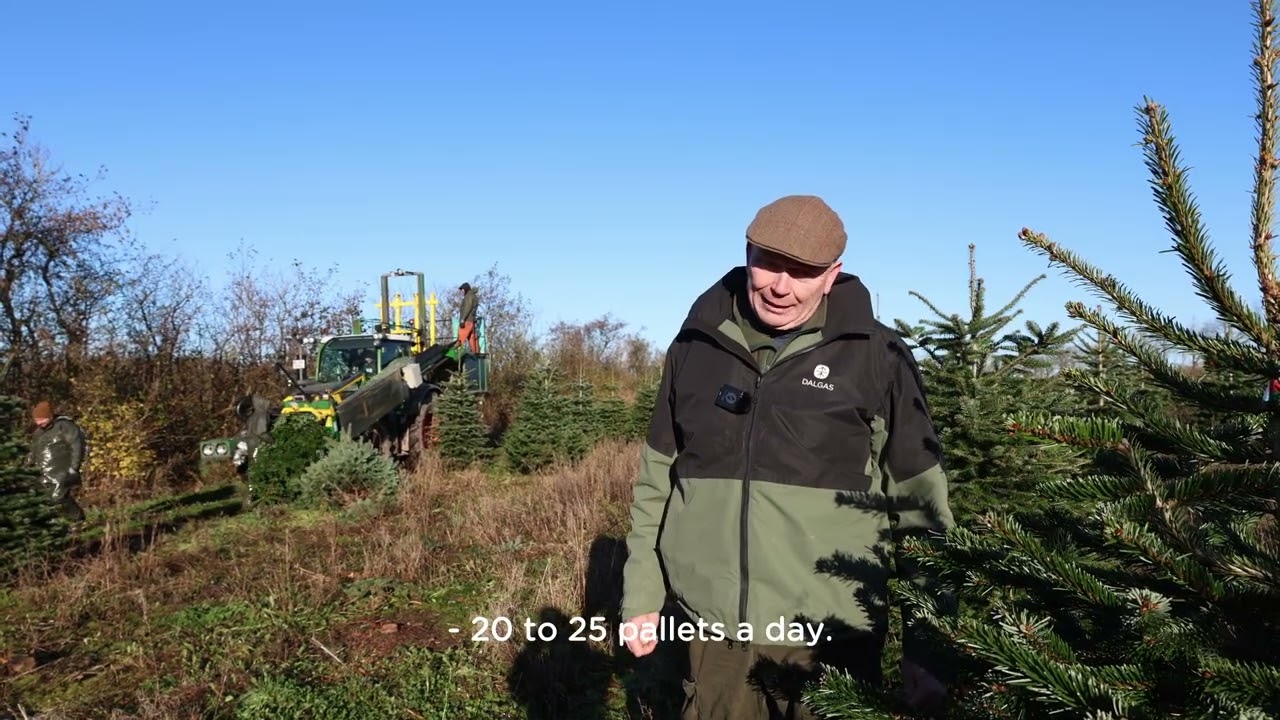 Christmas trees at Brøndlundgård