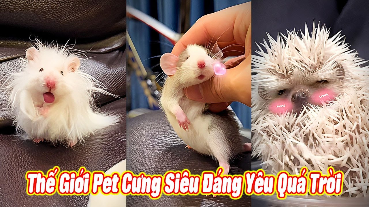 Thế Giới Pet Cưng Si&ecirc;u Đ&aacute;ng Y&ecirc;u Qu&aacute; Trời 😍 #th&uacute;cưng #vậtnu&ocirc;i #ch&oacute;m&egrave;oh&agrave;ihước #funny #pets #cat #cute