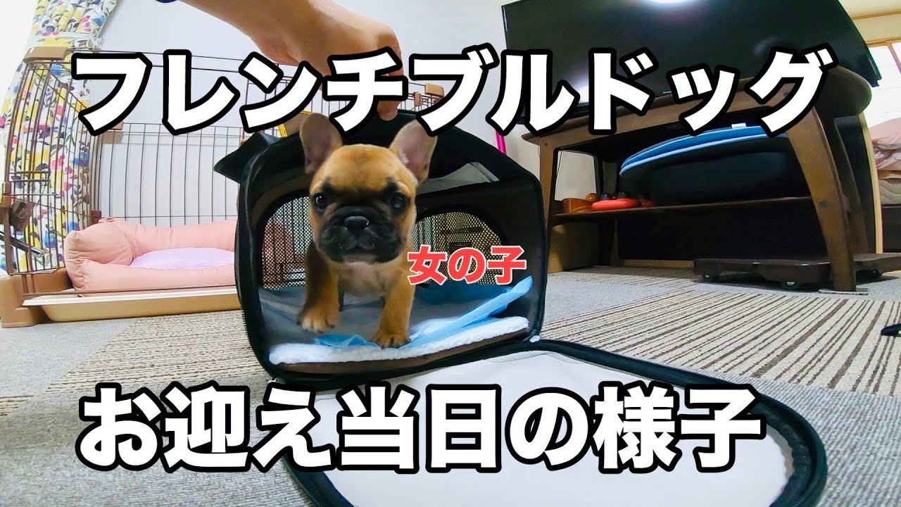３話 ついにフレンチブルドッグの子犬（花子）我が家へ！Finally a French bulldog baby came home