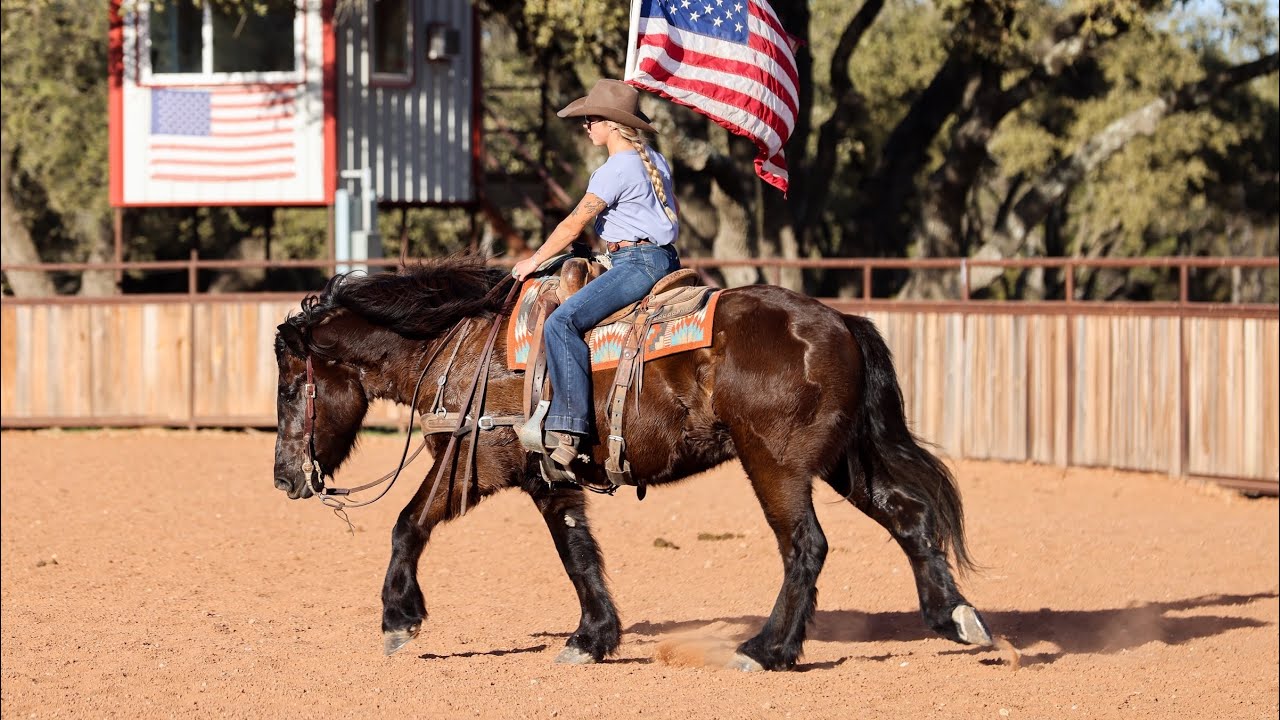 Lot #36 DIAMOND offered by Bond Ranch @ Ride the Wave Premier Horse Sale