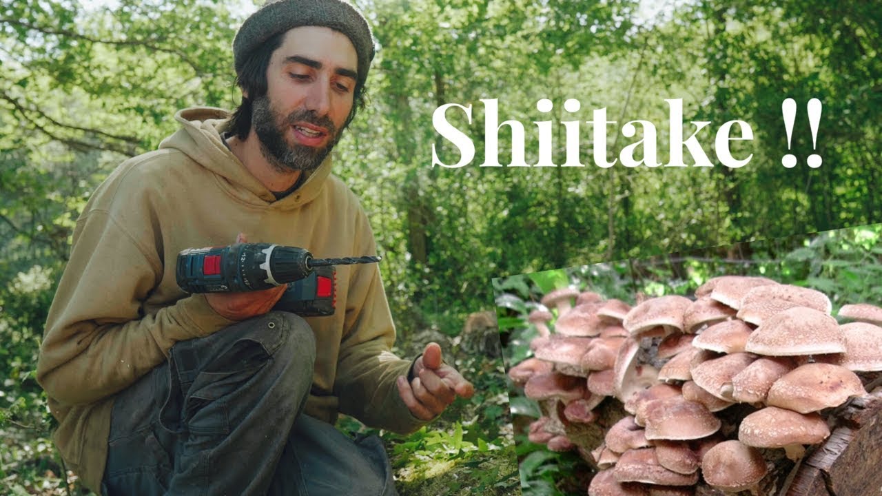 Installation d'une culture de Shiitake