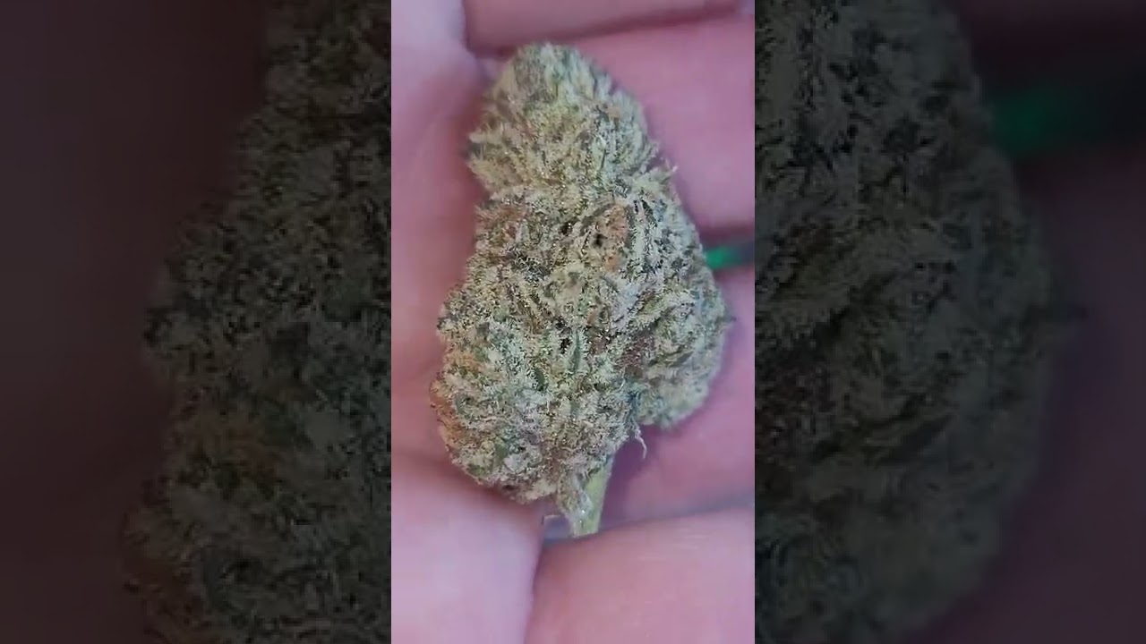 🎄🎄🎄ALIEN LABS NEW LA ZOO INDOOR FLOWER ONLY 🙏🙏🙏