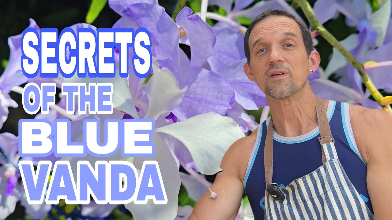Уход за орхидеей Голубая Ванда | Все, что вам нужно знать о Vanda coerulea
