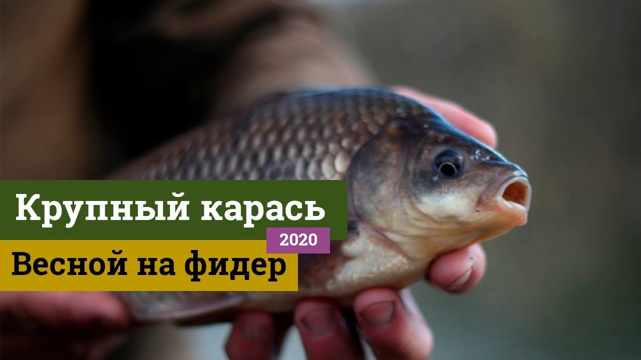 Ловля крупного карася весной на фидер