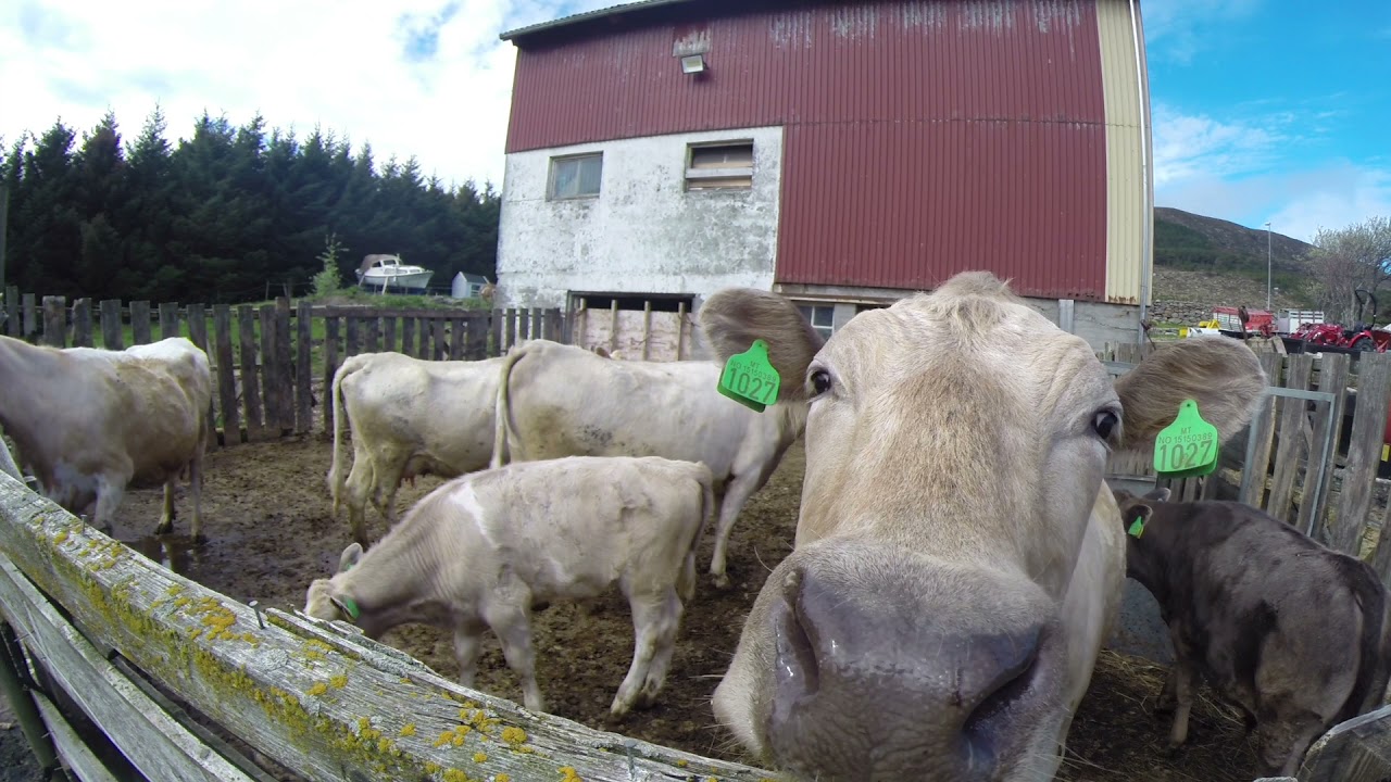 Fjordfe minutt for minutt