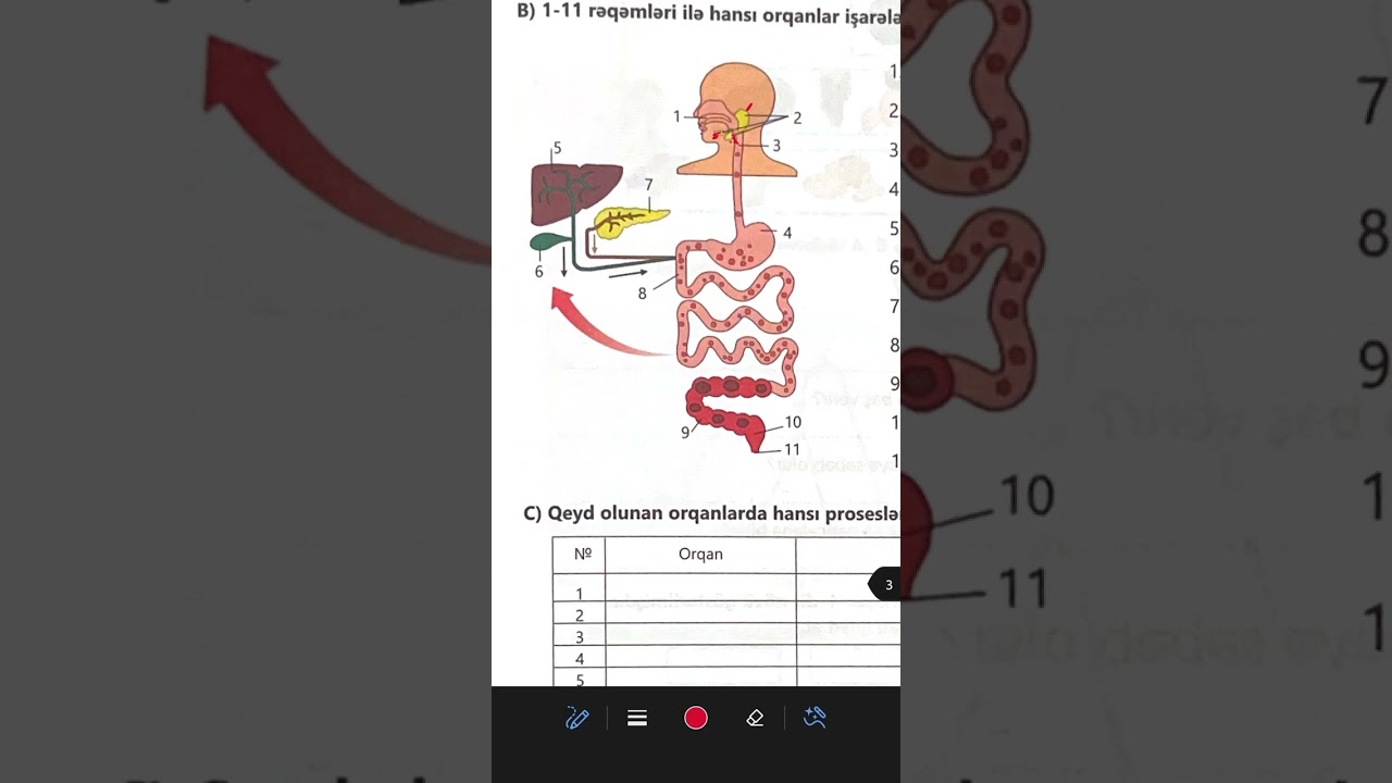 5.3 İnsan orqanizmində həzm prosesi. İş dəftəri biologiya 8 ci sinif. 