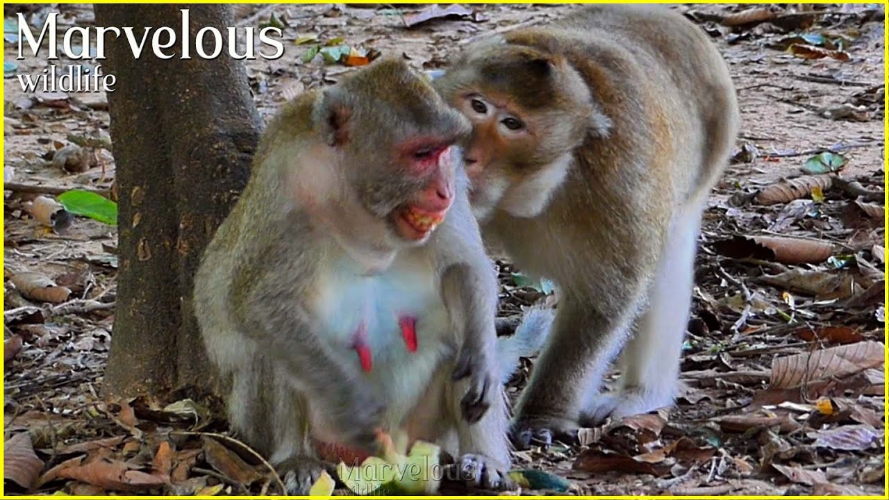 Wow...! Marvelous wild monkey female Jane & Aesop monkeys, Jane's family monkey