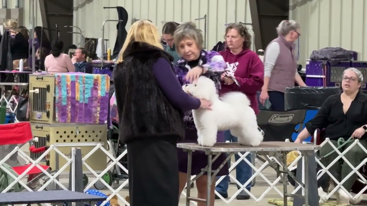 2026-01-10 NOHS N-S Group Bichon Löwchen Boston French Judging Annapolis Kennel Club West Friendship