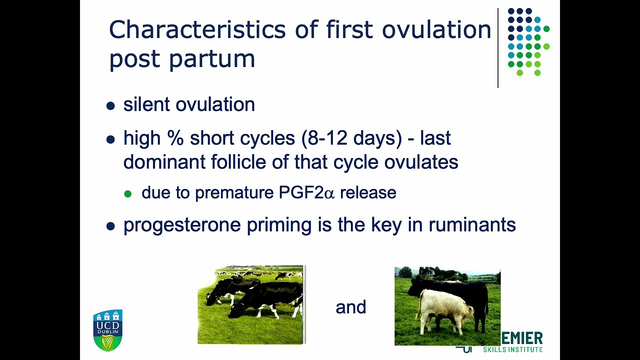 Resumption of ovarian cyclicity in post-partum beef and dairy cows