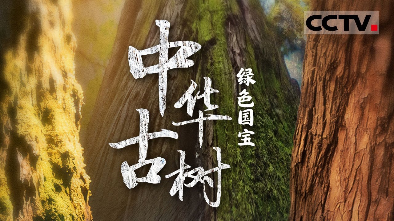 《中华古树》绿色国宝：5棵古树见证中华5000年文明 古树穿越五千年风雨仍苍翠挺拔 仿佛一部无字的史书【CCTV纪录】