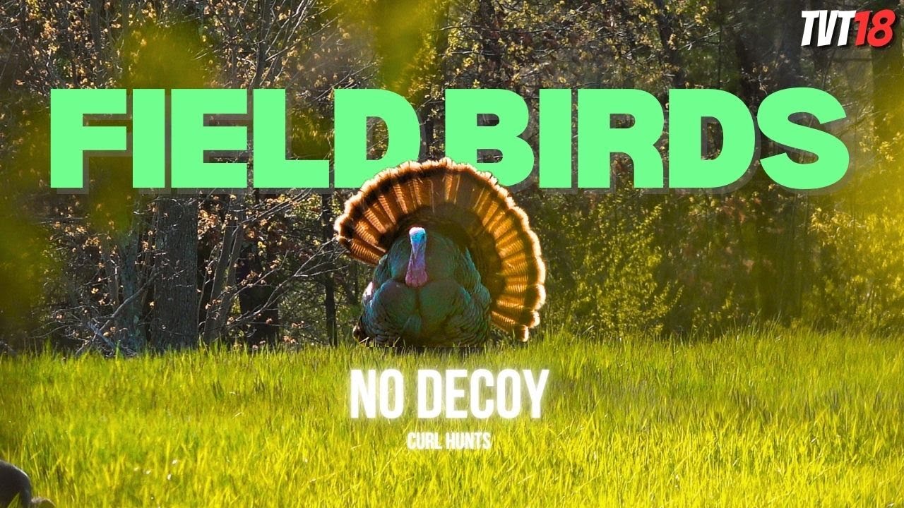 HUNTING the FIELD BIRDS with NO DECOY!!  - Turkey Hunting MAINE and NEW HAMPSHIRE