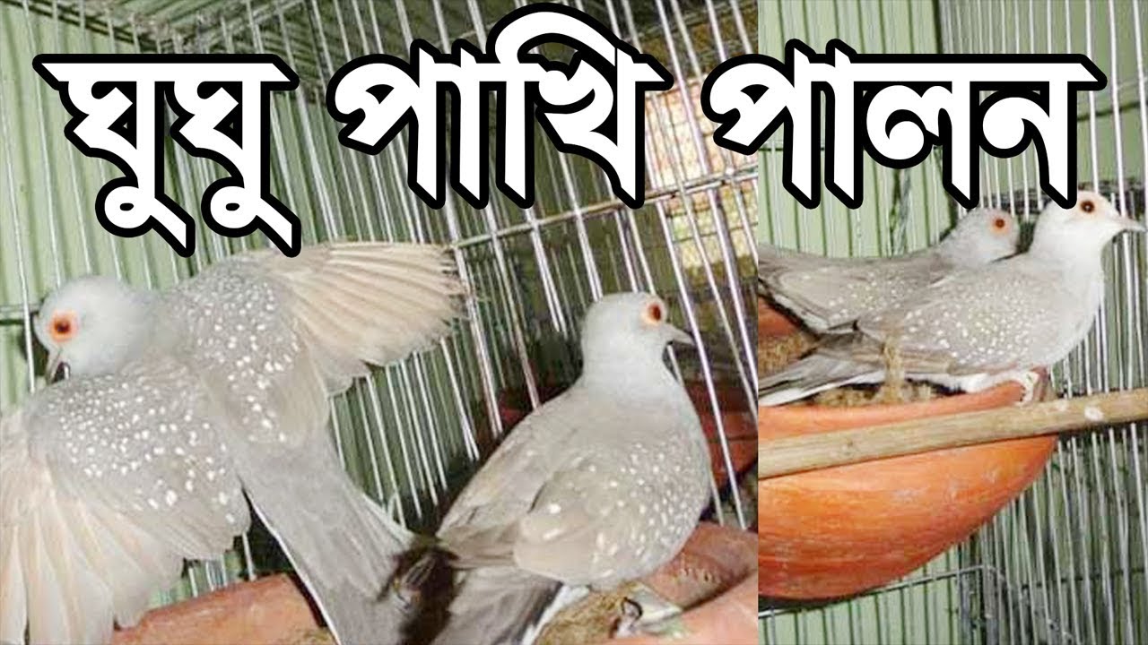 Dove Farming | Dove farming |