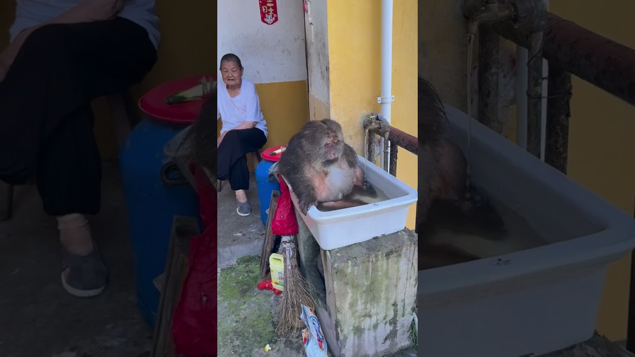 Fat monkey Xingxing is bathing #fat  #monkey #xingxing #bathing #algorithm 