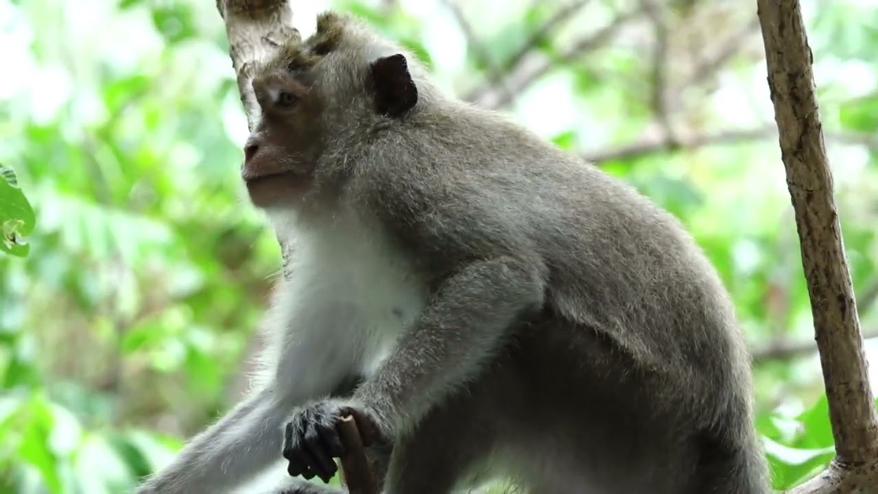 Monkeys at Coconut beach Jungle House Ko Pha-Ngan