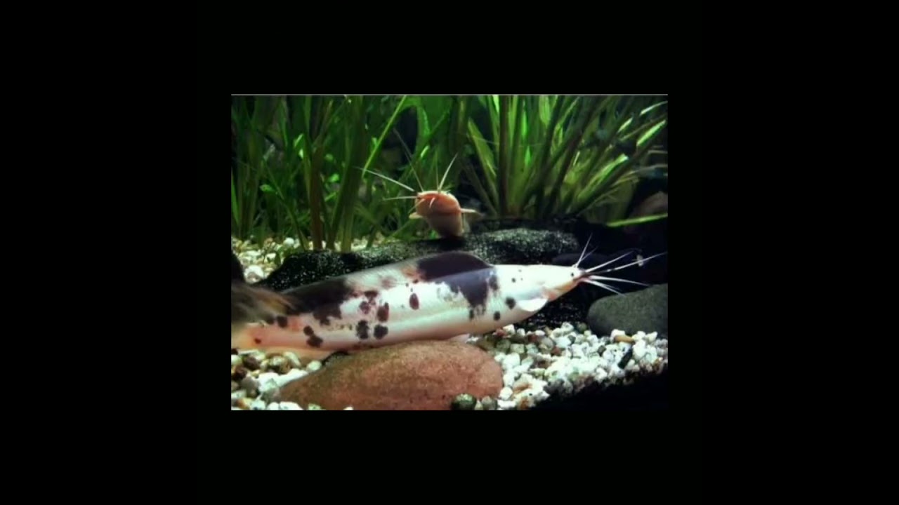 The most 5 top catfish in world🌎 for catfish lover's 