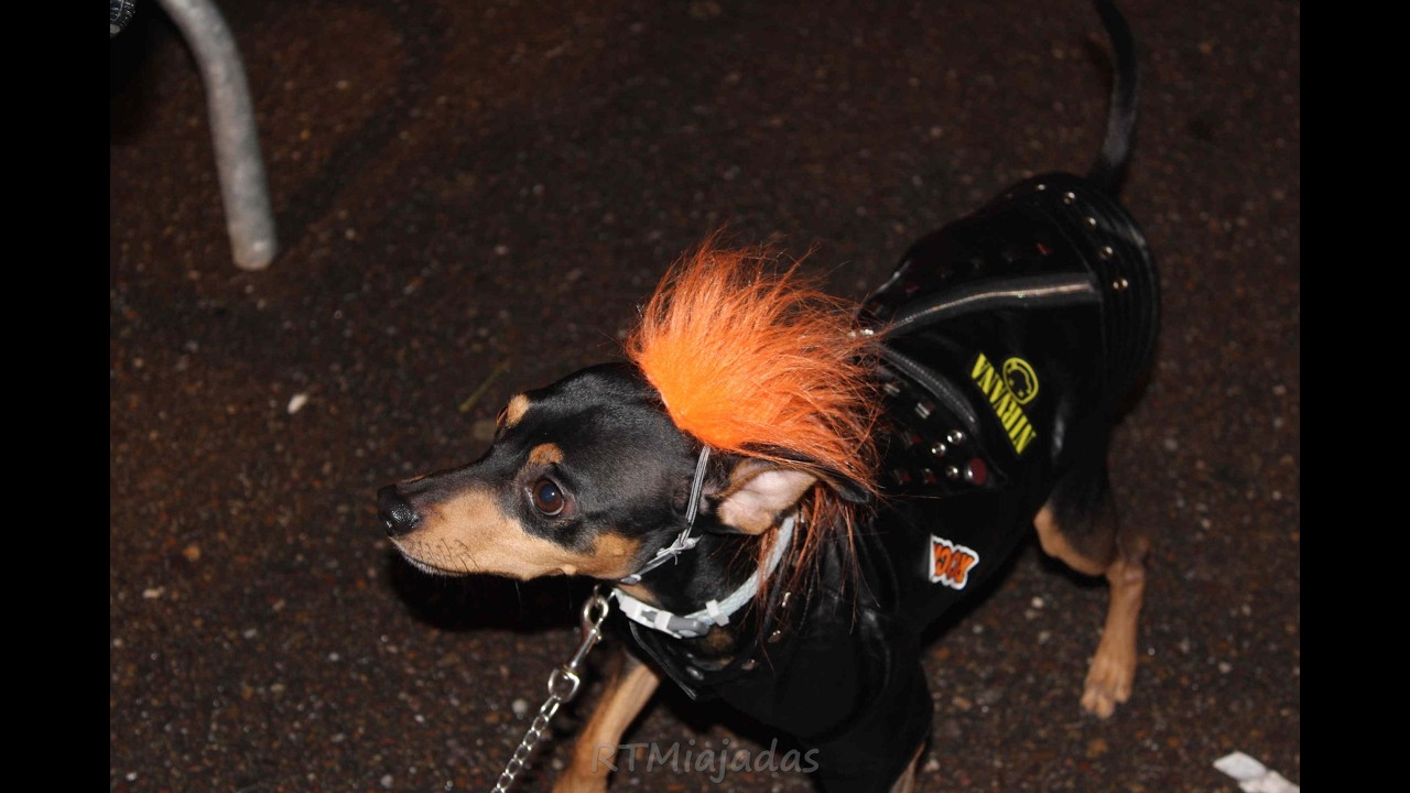 Desfile de Carnaval Mascotas en Miajadas 2026