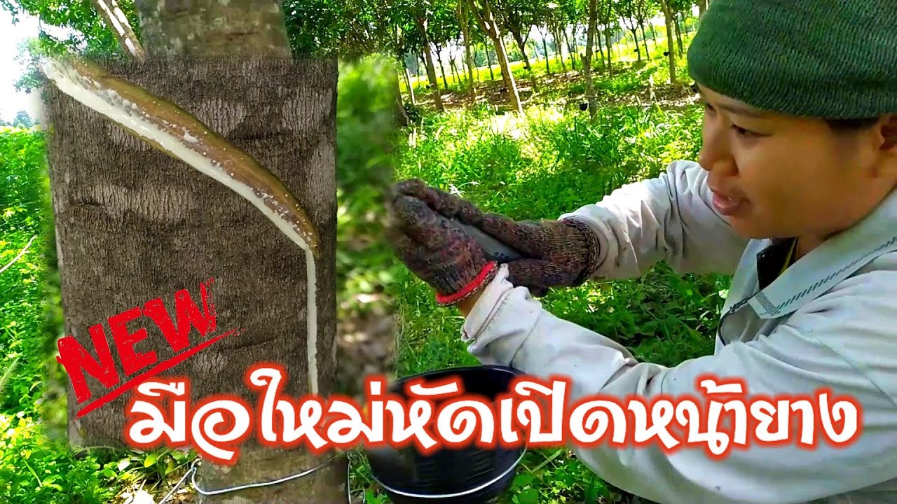 มือใหม่หัดเปิดหน้ายาง​