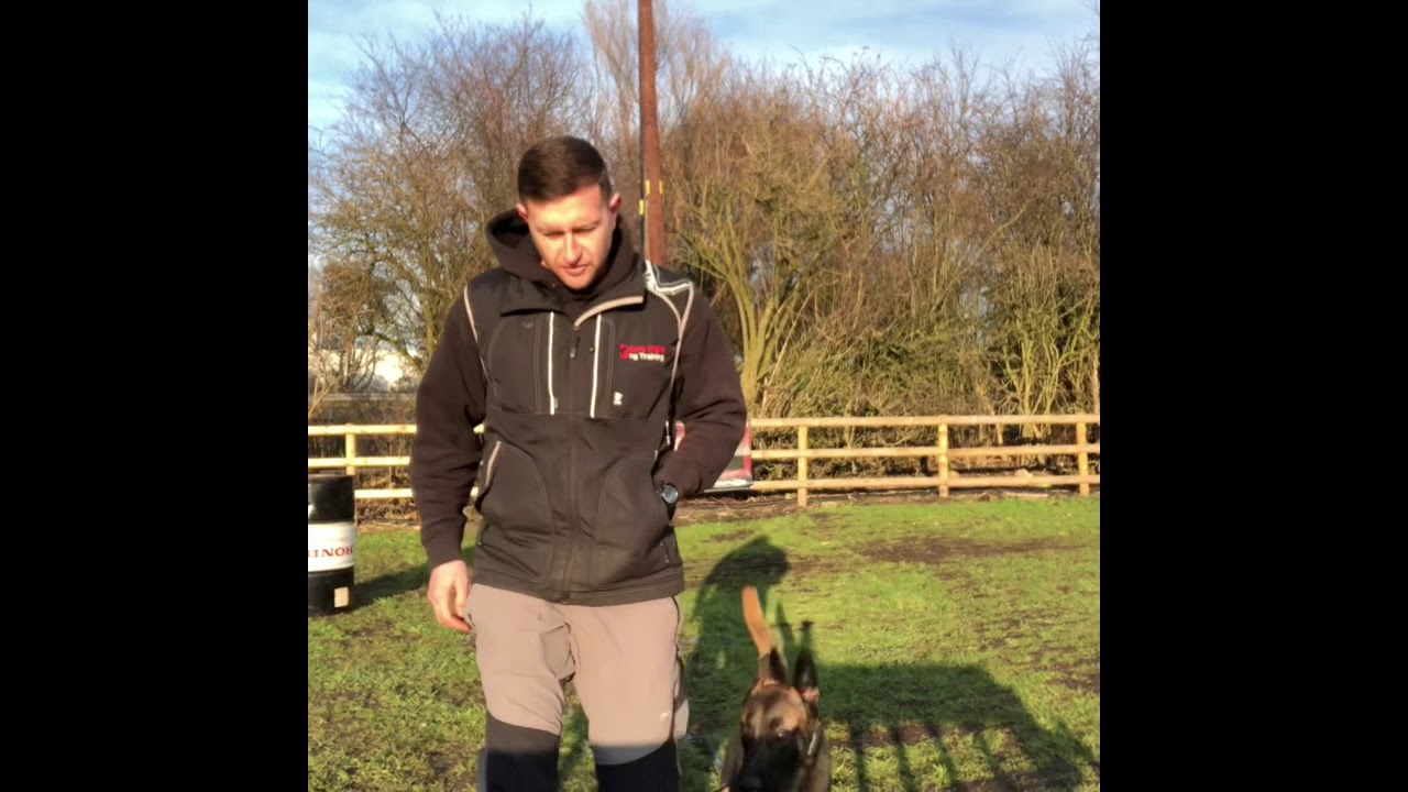 7 month progress of Belgian Malinois ‘Wade Wilson’.