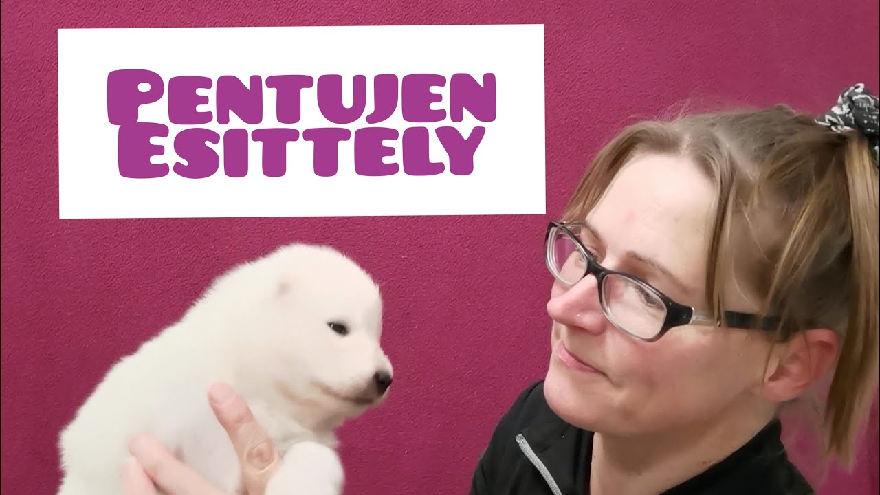 Pentujen esittely ja pentujen elämää. Samojedinkoiran pennut 2 viikkoa. Arttulan 3J - pentue.