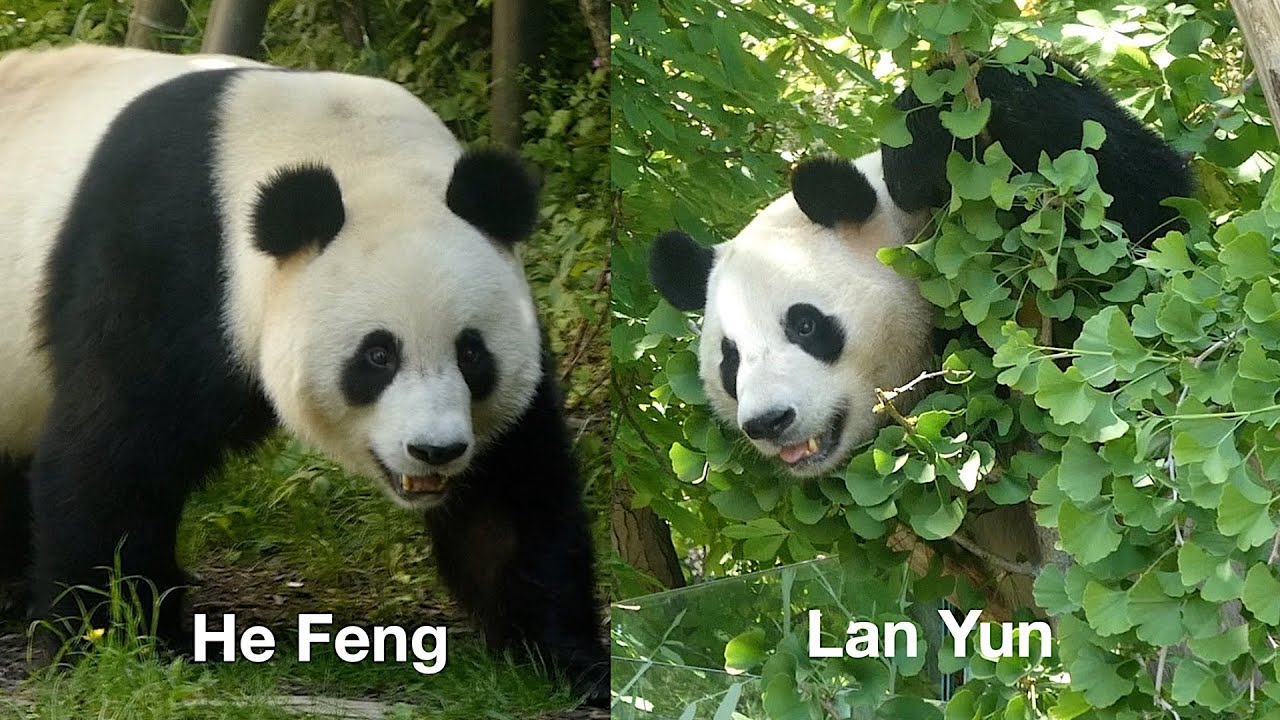 🐼 Lan Yun & He Feng 1.Tag, erstes Abenteuer im Freien 🐼14-5-2025 🗓️ mein 165. Zoo Tag 🤣