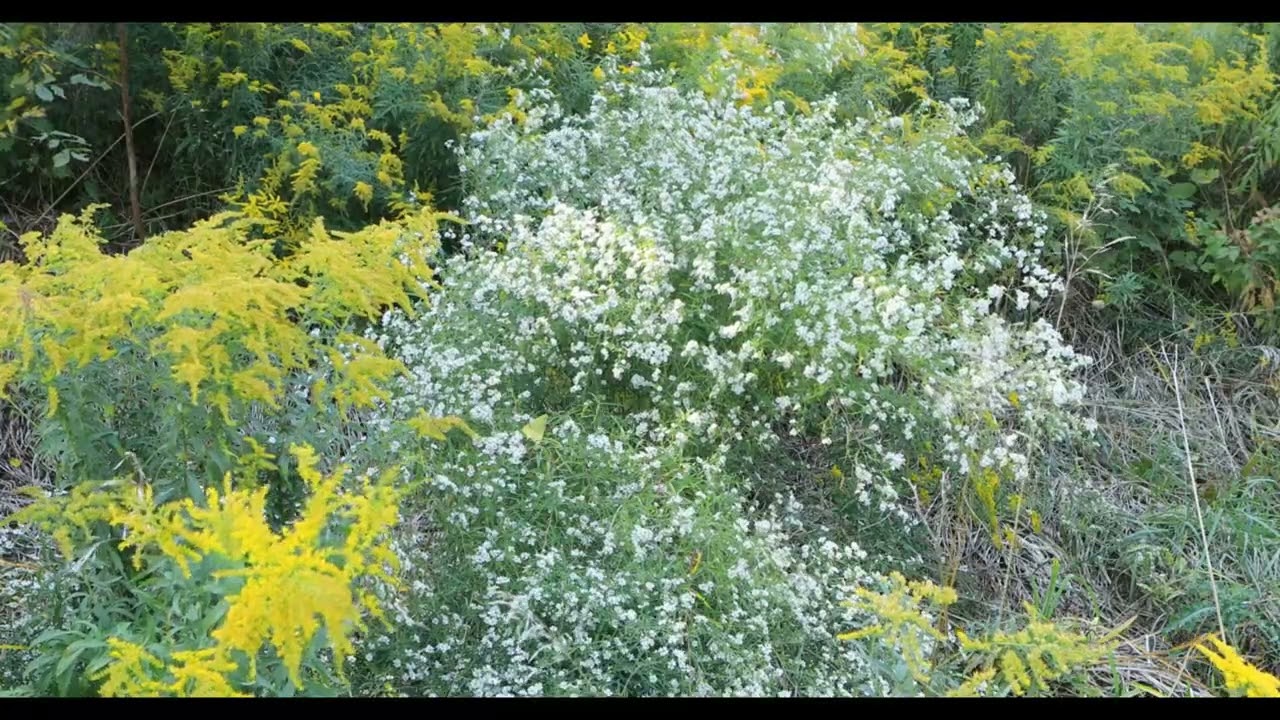 Transcend - Calming sounds of nature (asmr)