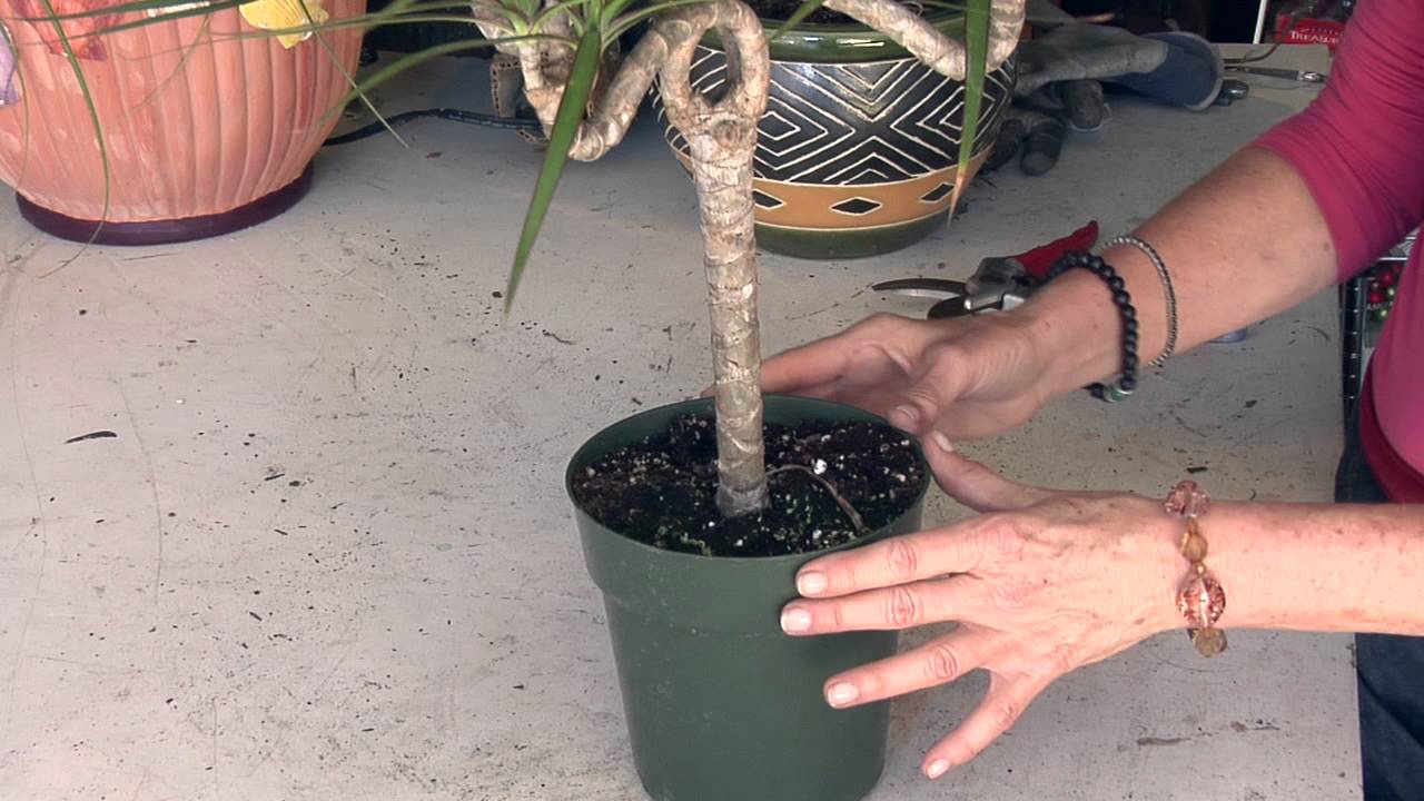 Dracaena Marginata Care Instructions : Great Gardening