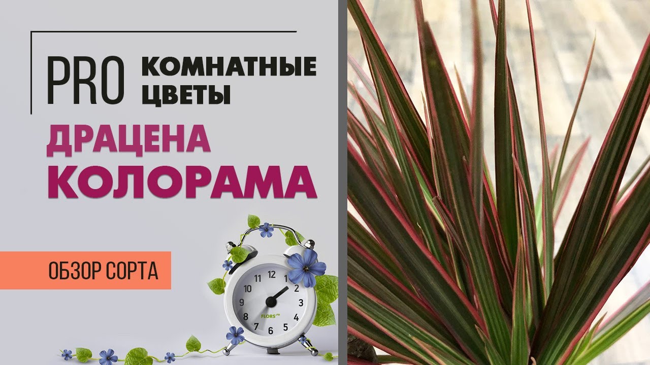 Драцена Колорама - обзор сорта | Драцена похожая на Биколор, но более яркая