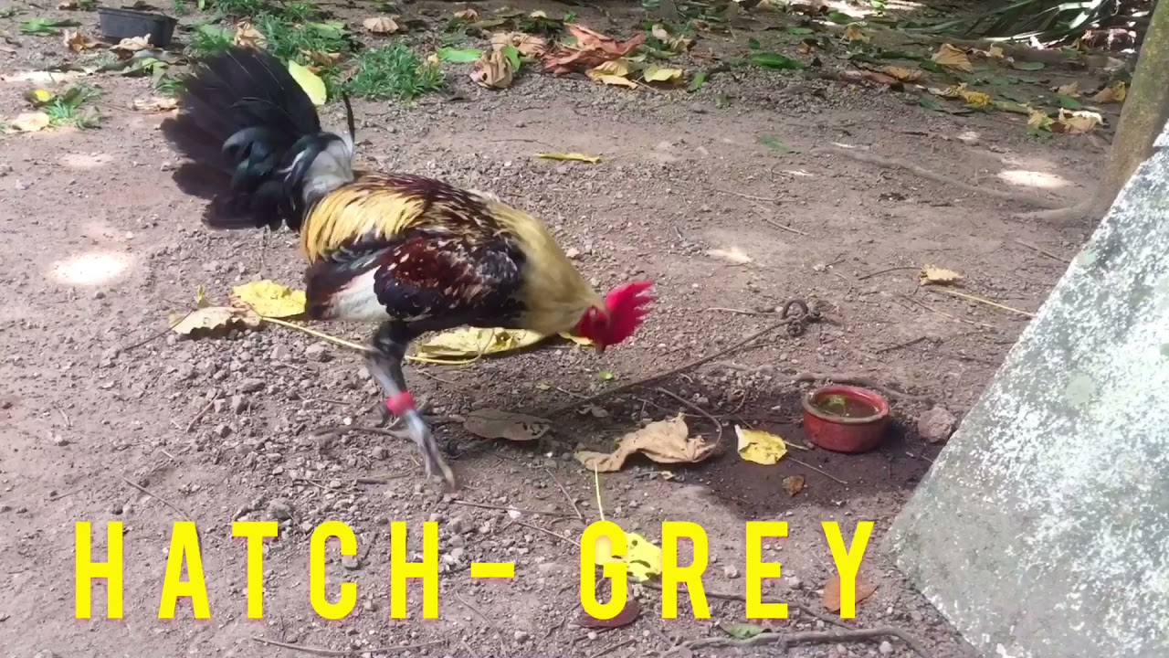 HATCH GREY