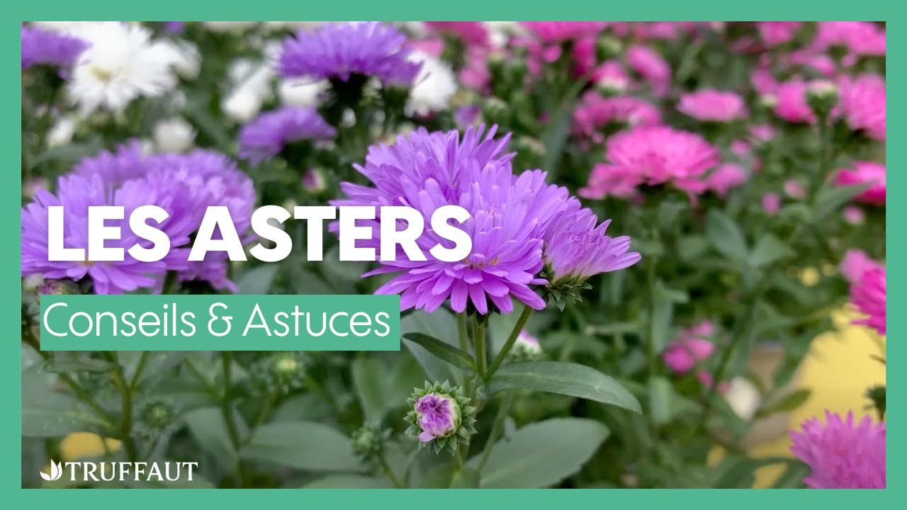 Les asters : illuminez votre jardin avant l’hiver ! - Truffaut