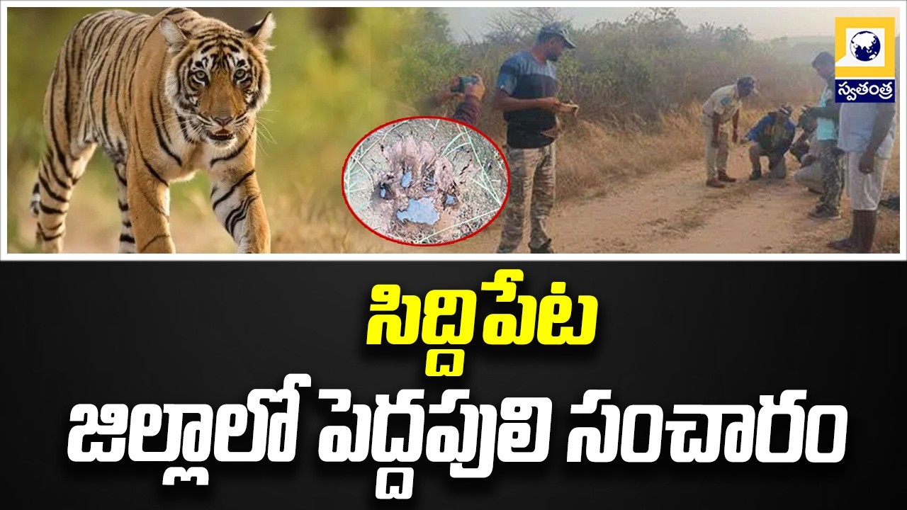 సిద్దిపేట జిల్లాలో పెద్దపులి సంచారం | Tiger At Siddipeta District | SwatantraTV